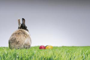 wie-sieht-der-osterhase